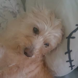 Meet your Posher, Abi